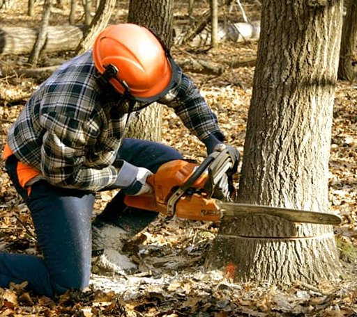 Tree Removal in Lansing, IL